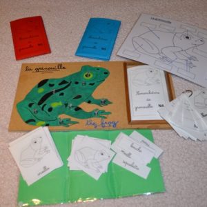 Puzzle nomenclature grenouille